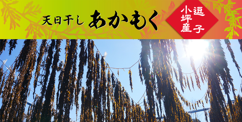 逗子小坪産　天日干し　あかもく